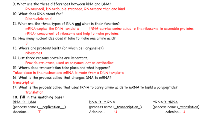 Building dna gizmo answers activity b