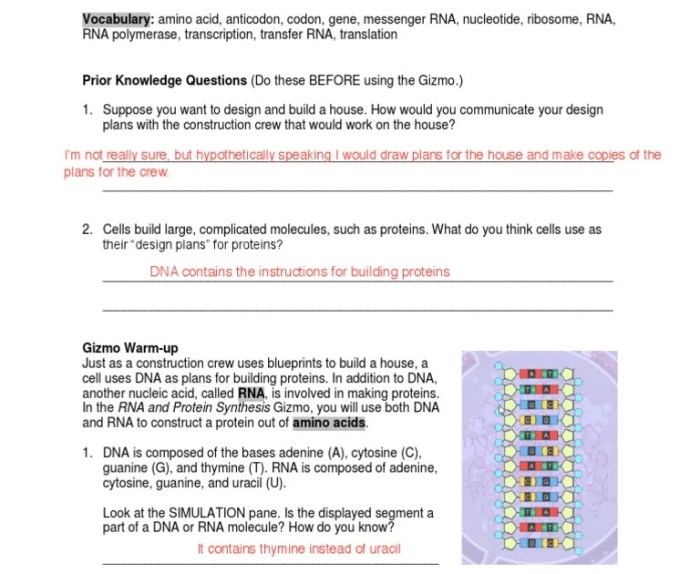 Building dna gizmo answers activity b