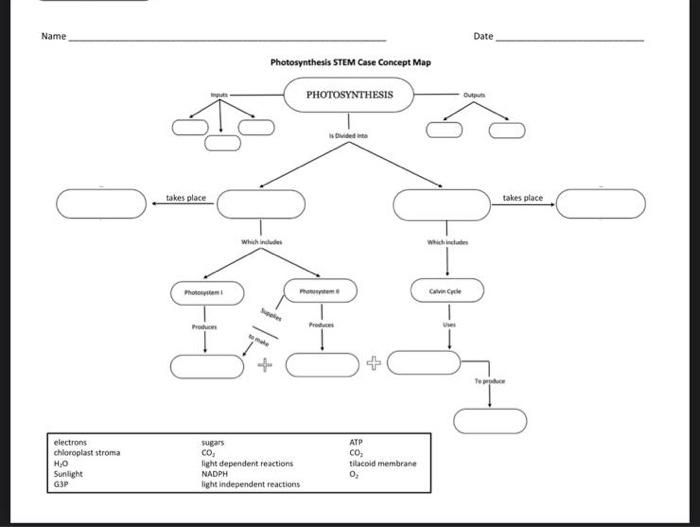 Photosynthesis stem case concept map