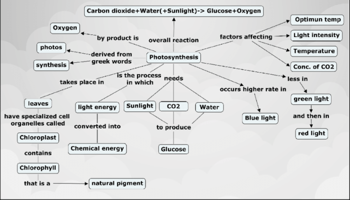 Concept map plants energy flow biology photosynthesis part chapter labels locations correct their left right used will science worksheets easynotecards