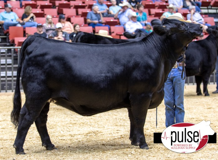 National junior limousin show 2023