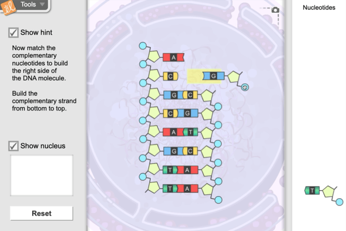 Building dna gizmo answers activity b