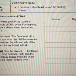 Building dna gizmo answers activity b