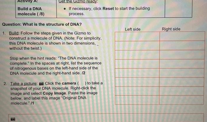 Building dna gizmo answers activity b