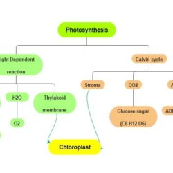 Photosynthesis stem case concept map