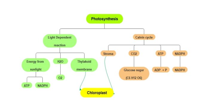 Photosynthesis stem case concept map