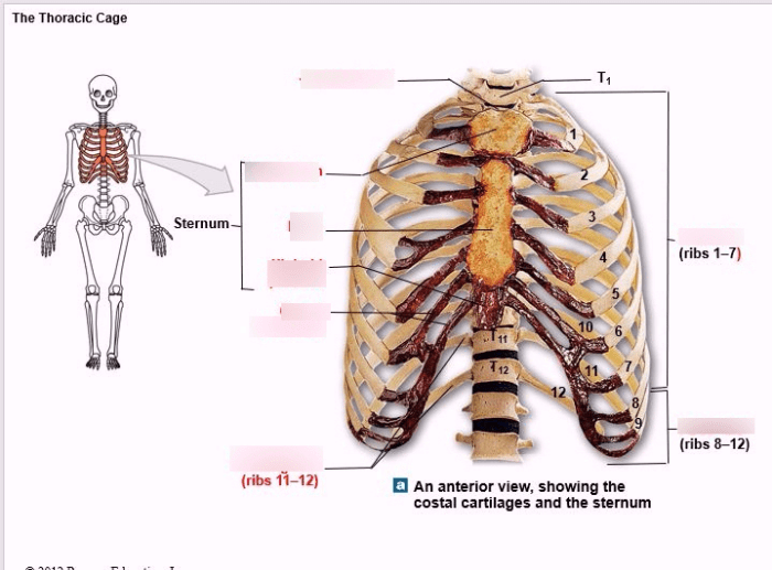 Art-labeling activity the thoracic cage