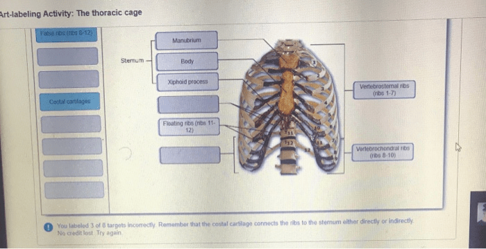 Art-labeling activity the thoracic cage