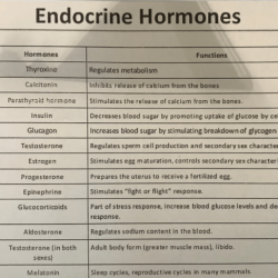 Endocrine system glands hormone function human produced table they biology stress eli5 cause loss extreme weight does why