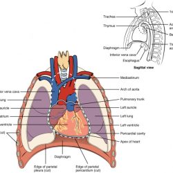 Anatomy arteries human veins system body abdominal artery aorta blood vessels abdomen stomach circulatory diagram superior kidney liver flow chart