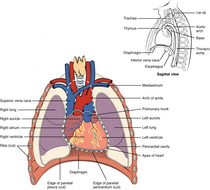 Anatomy arteries human veins system body abdominal artery aorta blood vessels abdomen stomach circulatory diagram superior kidney liver flow chart