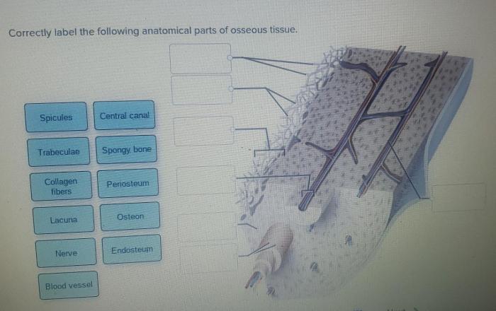 Correctly thorax coursehero arteries