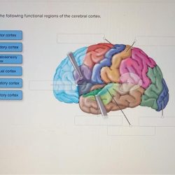 Functional cerebrum nervous cortex motor