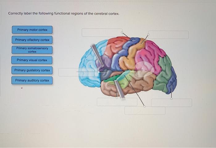 Functional cerebrum nervous cortex motor