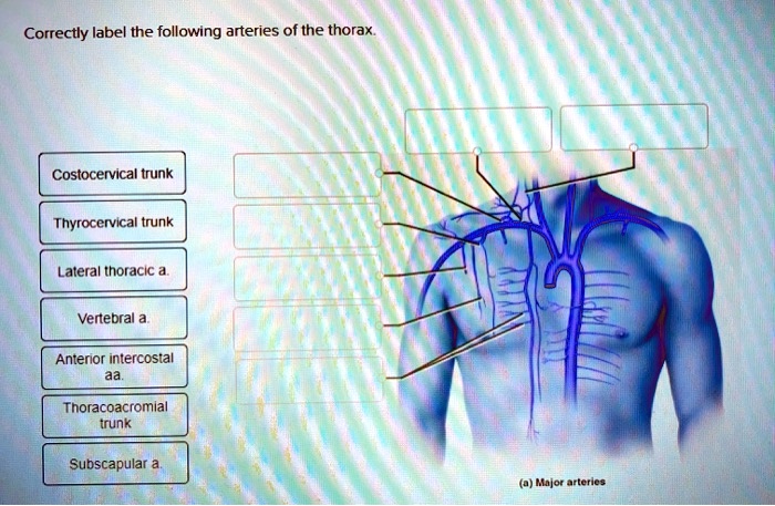 Correctly label the following veins of the thorax