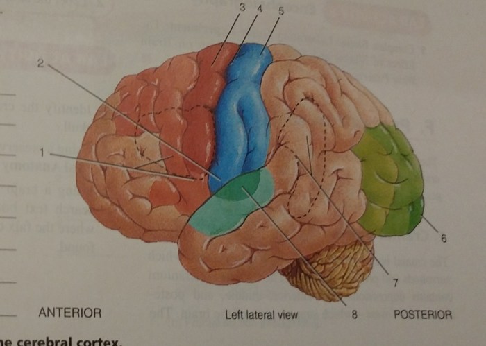 Correctly label the following functional regions of the cerebral cortex.