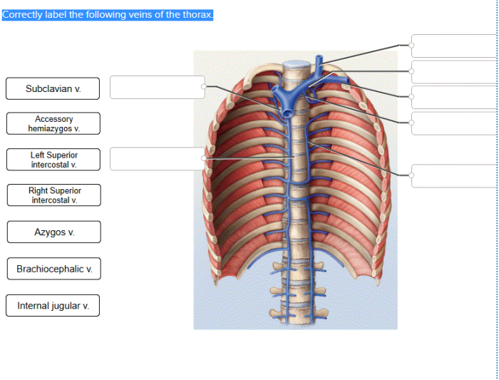 Correctly label the following veins of the thorax